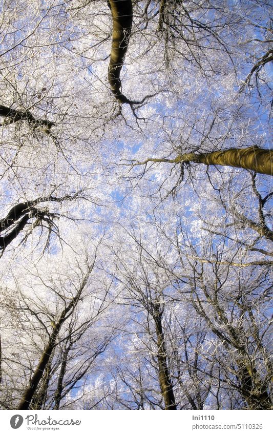 mal nach oben geschaut Winter schönes Wetter Winterzauber Naturerlebnis blauer Himmel Blick nach oben Wald Bäume von unten nach oben Baumkronen Raureif