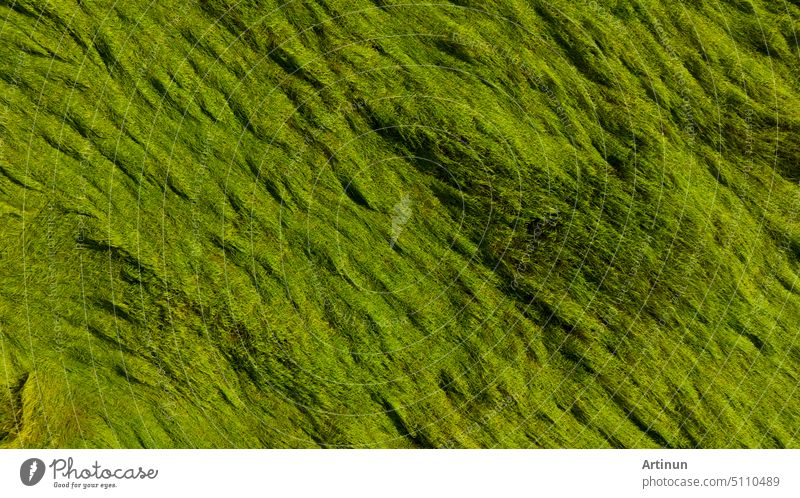 Luftaufnahme von grünen Reisfeld Textur Hintergrund. Reispflanzen beugen sich nach unten, um den Boden vor Monsunwinden zu schützen. Natürliche Muster der grünen Reisfeld. Oben Blick auf landwirtschaftliche Feld. Schönheit in der Natur.