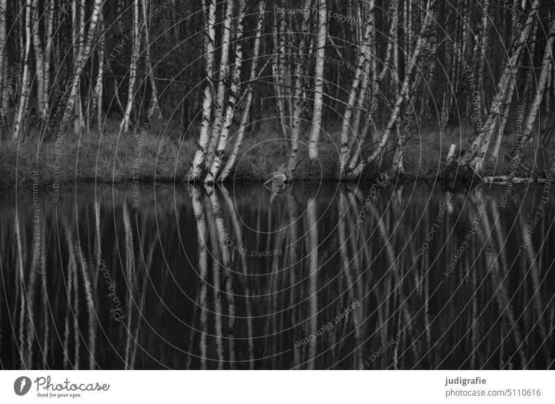 Birken am Seeufer Birkenwald Spiegelung melancholie melancholisch Ruhe Landschaft Wasser Wald Natur Reflexion & Spiegelung Baum Wasseroberfläche ruhig grau