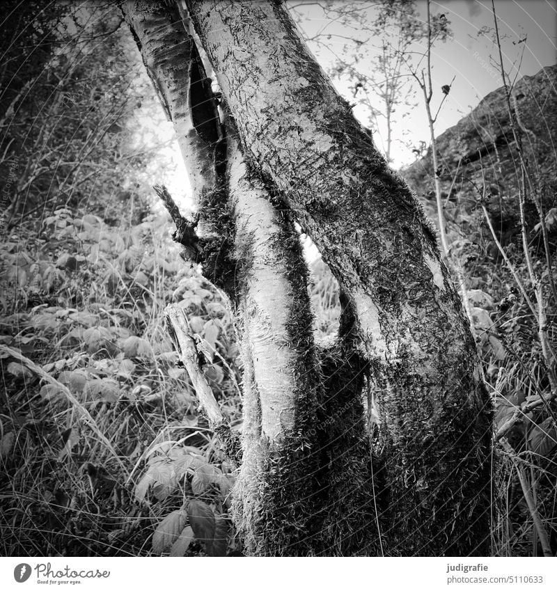 Birken Birkenrinde Birkenstamm Baum Bäume Wald verschlungen Natur natürlich Quadrat Schwarzweißfoto