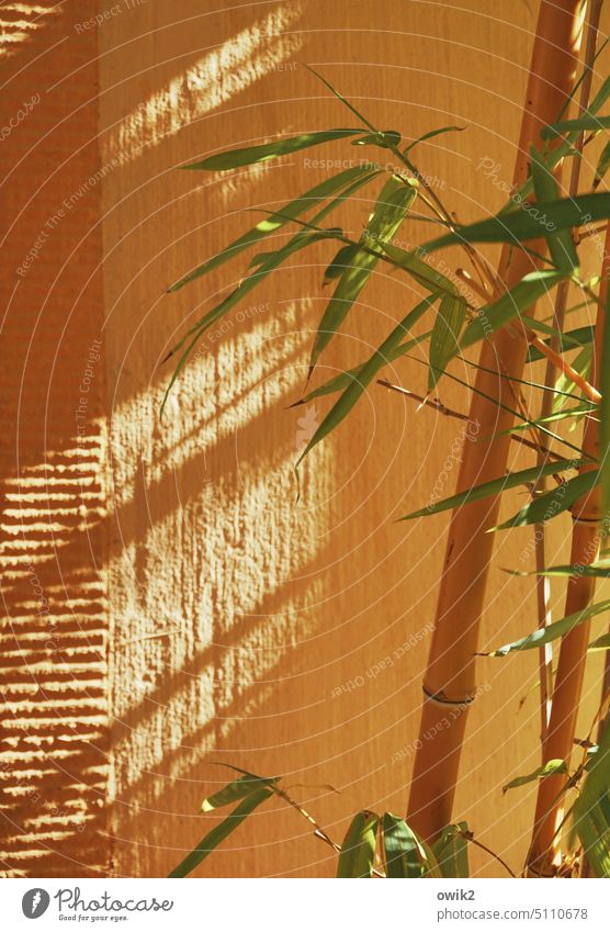 Beim Chinamann Muster geheimnisvoll Wand Bambusrohr Detailaufnahme Nahaufnahme Pflanze exotisch Zweige Rohr Lichteinfall Schattenspiel orange leuchtende Farben