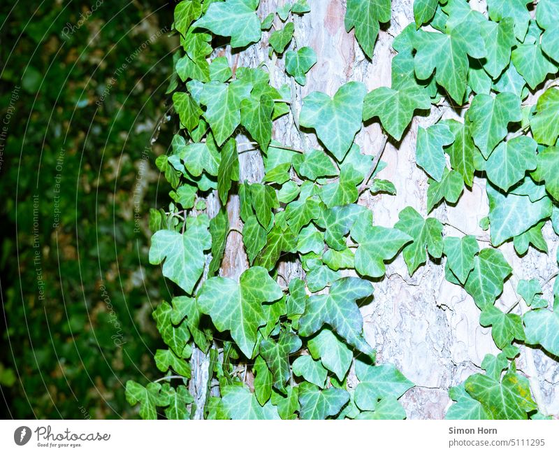 Efeu an Baumstämmen wachsen Baumstamm Dickicht Baumrinde Wald Umwelt Natur Waldweg Wachstum Invasion