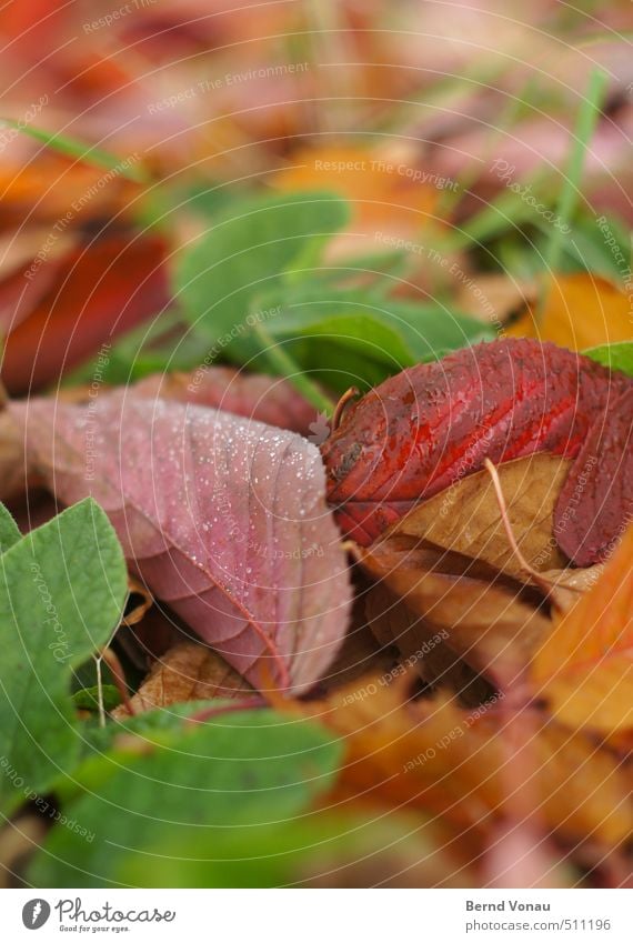Buntlaub Herbst Pflanze Blatt mehrfarbig gelb grün rosa rot Herbstlaub Wassertropfen durcheinander unten Blattadern Tau Unschärfe Gras feucht kalt Farbfoto