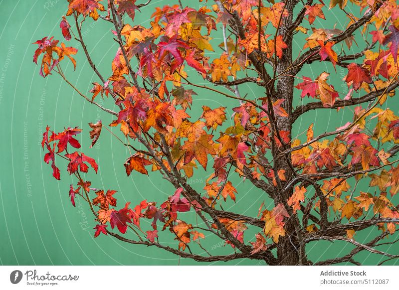 Baum mit buntem Laub vor grüner Wand Herbst Laubwerk farbenfroh Natur Kofferraum Haus Blatt Ast vegetieren gelb Pflanze fallen rot Saison mehrfarbig hell Umwelt