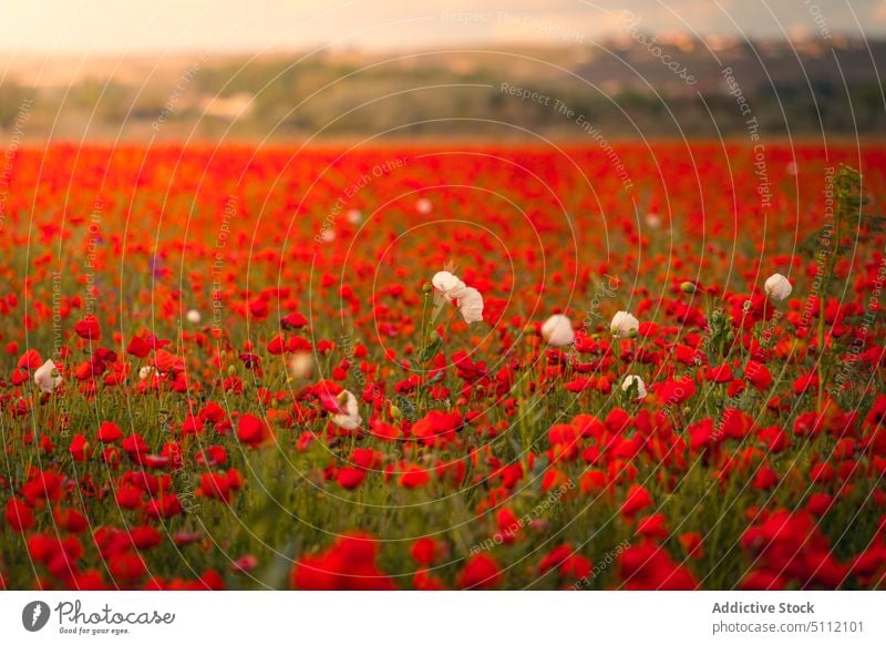 Blühendes Feld mit roten Blumen Landschaft Mohn Natur Wiese Blütezeit Hügel malerisch Flora Pflanze wolkig Gras Umwelt Berge u. Gebirge Harmonie Tal Wildblume