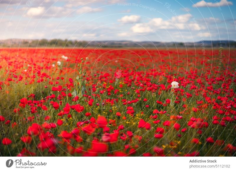 Blühendes Feld mit roten Blumen Landschaft Mohn Natur Wiese Blütezeit Hügel malerisch Flora Pflanze wolkig Gras Umwelt Berge u. Gebirge Harmonie Blauer Himmel