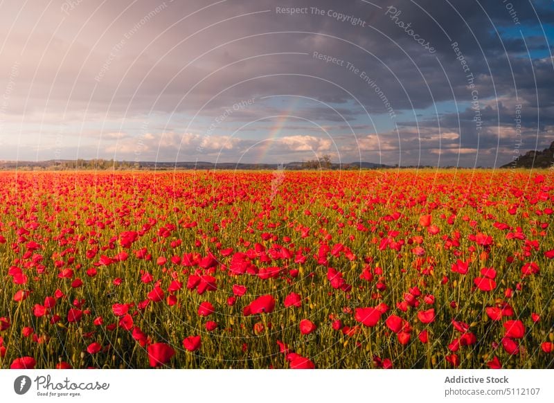 Blühendes Feld mit roten Blumen Landschaft Mohn Natur Wiese Blütezeit Hügel malerisch Flora Pflanze wolkig Gras Umwelt Berge u. Gebirge Harmonie Blauer Himmel