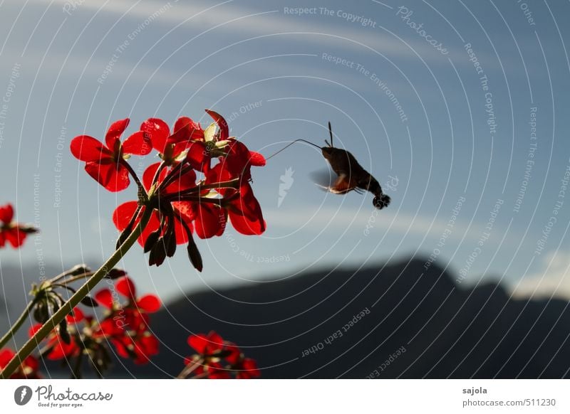 tanz | um die blume Natur Pflanze Tier Himmel Sonnenlicht Herbst Blume Blüte Topfpflanze Pelargonie Berge u. Gebirge Insekt taubenschwänzchen Schmetterling 1
