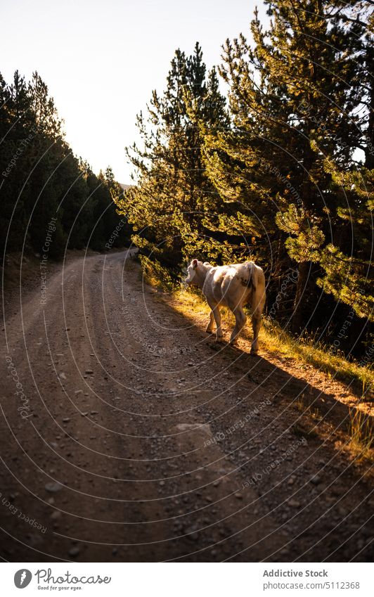 Kuh auf der Straße in der Nähe von Nadelbäumen Tier Spaziergang Fahrbahn Viehbestand Wald nadelhaltig Baum Sonnenuntergang Pyrenäen Europa Charolais-Rinder