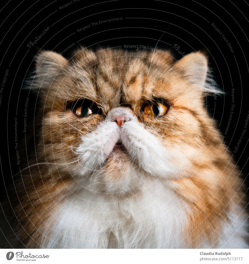Portrait weiß-getigerter Perserkatze vor schwarzem Hintergrund Katze Katzenporträt katzenportrait Katzenkopf Katzenaugen Tierporträt Hauskatze Schnurrhaar