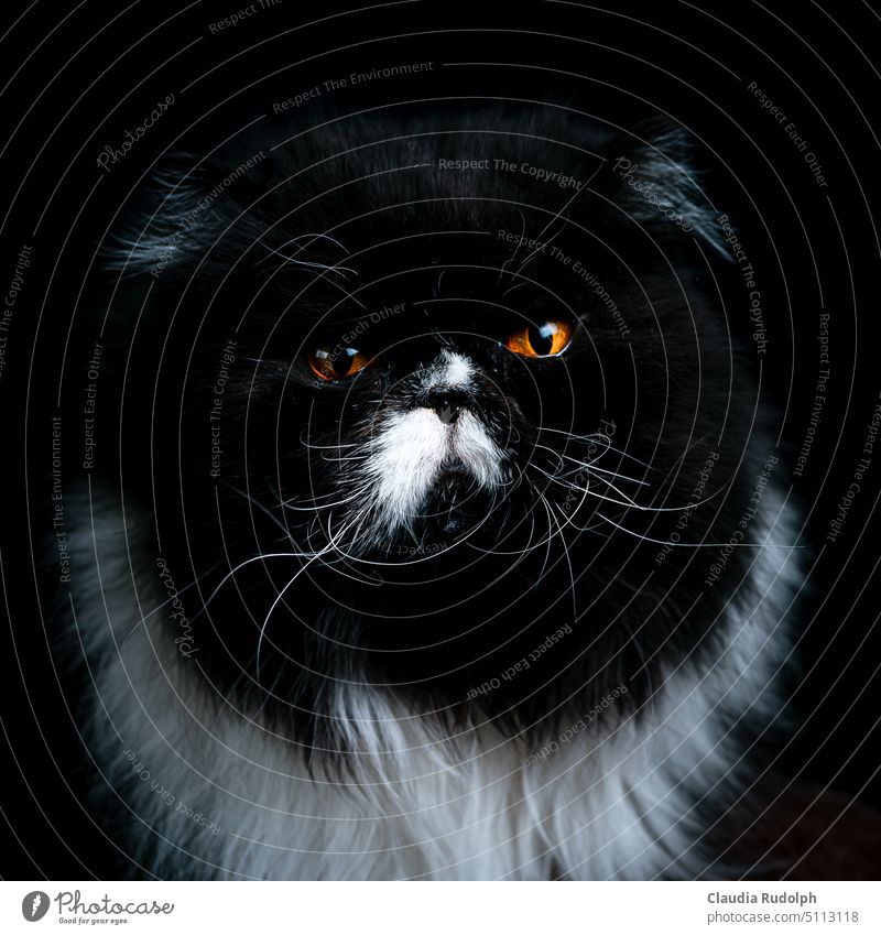 Portrait schwarz-weißer Perserkatze vor schwarzem Hintergrund Katze Katzenporträt Katzenkopf katzenportrait schwarzweiße Katze Tierporträt Hauskatze Haustier