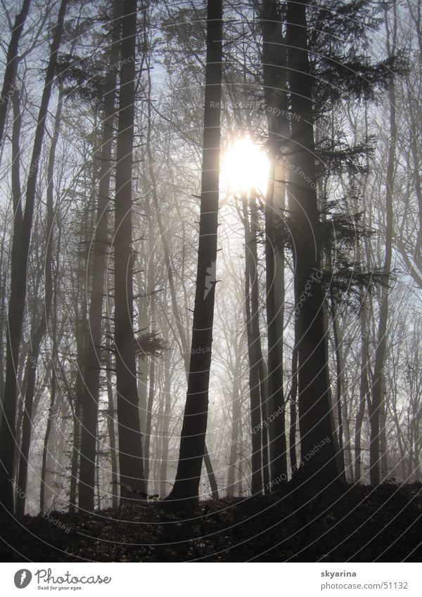 light comes trough Wald Nebelgrenze Tanne Licht strahlend Sonne