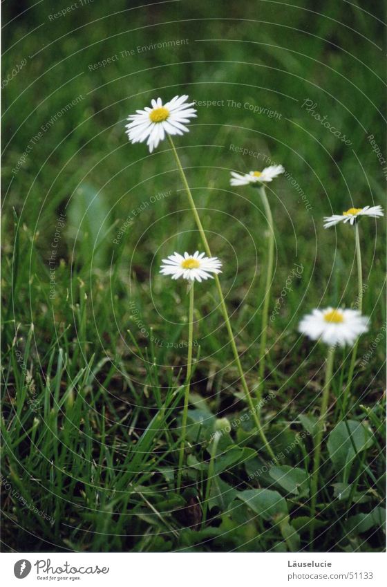 gänseblümchen I Frühling Sommer Blume grün Wiese Sonne daisy Detailaufnahme blumig Rasen Jena