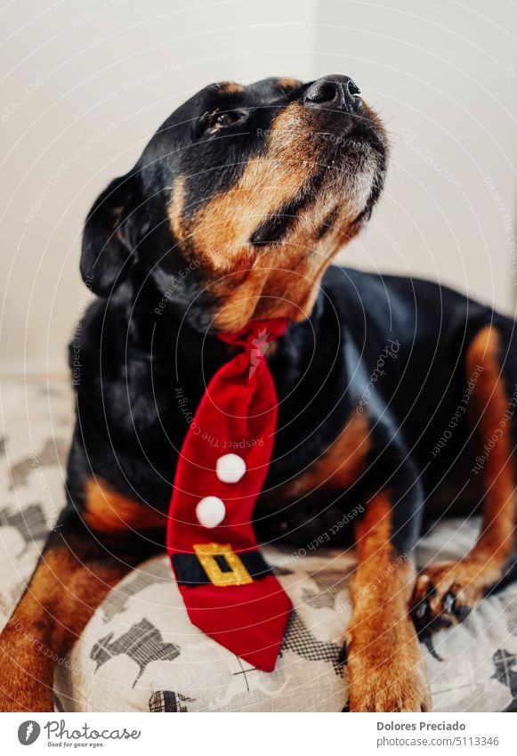 Rottweiler-Hund feiert Weihnachten mit roter Krawatte bezaubernd Tier Hintergrund schön schwarz züchten braun Eckzahn Verschlussdeckel Postkarte Karikatur