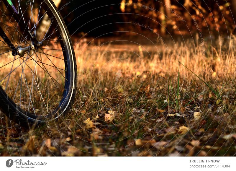 Und dann bin  ich mit dem Fahrrad in die Natur gefahren und machte ein Foto vom Herbstwald und da sah ich: das Vorderrad war teilweise mit aufs Bild gekommen