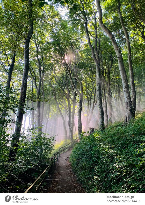 Morgenstimmung im Wald Sonnenstrahlen Ruhe Sommer Sonnenlicht Natur Baum Außenaufnahme Farbfoto Schönes Wetter Menschenleer