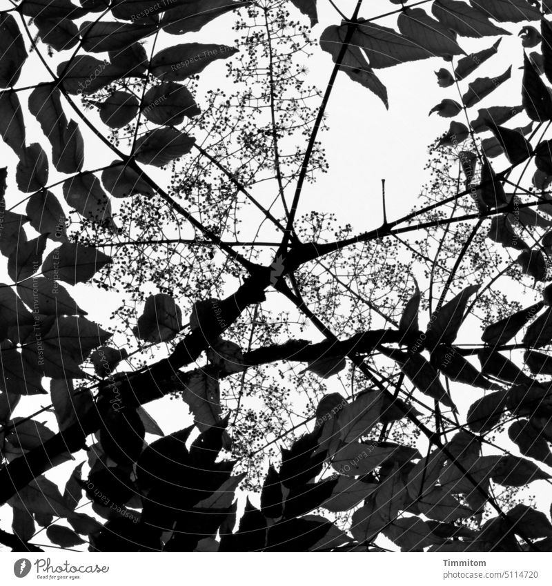 Natur im Quadrat Blätter Zweige u. Äste Himmel ästhetisch Schwarzweißfoto Pflanze Menschenleer