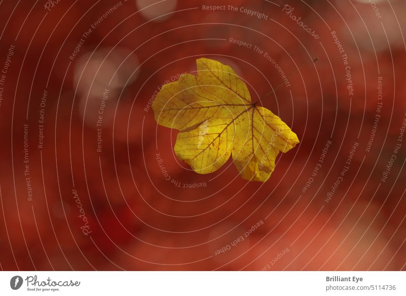 fallendes Ahornblatt vor verschwommenen roten Blättern 3D-Rendering Herbst Hintergrund schön Bokeh hell Windstille Postkarte farbenfroh Textfreiraum