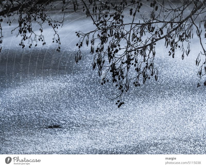 Eisige Zeiten See Biotop Bäume im See Reflexion & Spiegelung Menschenleer Außenaufnahme Wasser Winter Teich Teichufer Wasseroberfläche gefroren Seeufer