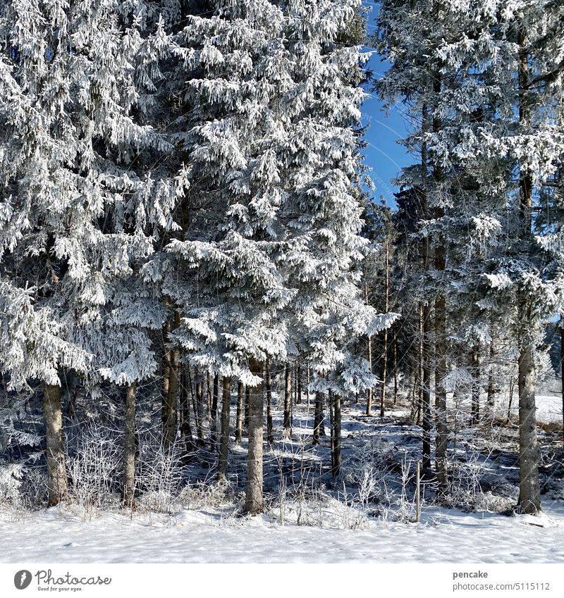 ein fetzen himmelblau Winter Bäume Wald Schnee Waldrand Himmel Winterwald Himmelblau Natur Schneelandschaft Winterstimmung Frost Kälte Landschaft Jahreszeiten