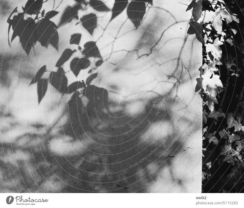 Blattitüde Mauer Wand verputzt Detailaufnahme Menschenleer Laubbaum Zweig Schatten Sonnenlicht Kontrast Licht Idylle ruhig Außenaufnahme Garten Putz Pflanze