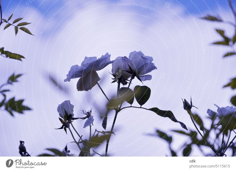Die letzten weißen Rosen blühen in der Kälte im Spätherbst. Herbst Winter Jahreszeiten kalt Natur Menschenleer Vergänglichkeit Außenaufnahme Tag Pflanze Himmel