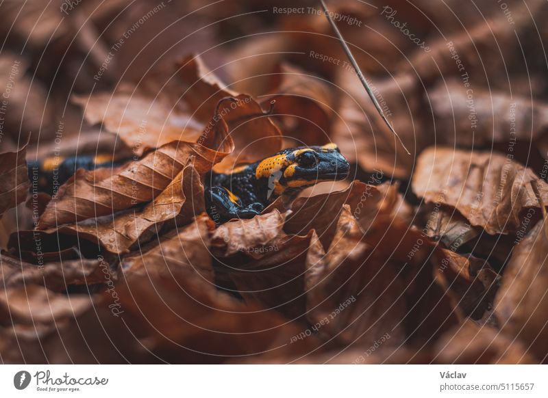 Nahaufnahme des seltenen Feuersalamanders, der hinter dem bunten Herbstlaub hervorschaut. Feuersalamander in seinem natürlichen Lebensraum. Beskiden, Tschechische Republik