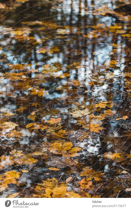 Braun-rot-orangefarbene Ahornblätter liegen auf der Oberfläche eines Baches in einem Ahornwald. Ein Hauch von Herbst. Herbstlicher Hintergrund winken liquide