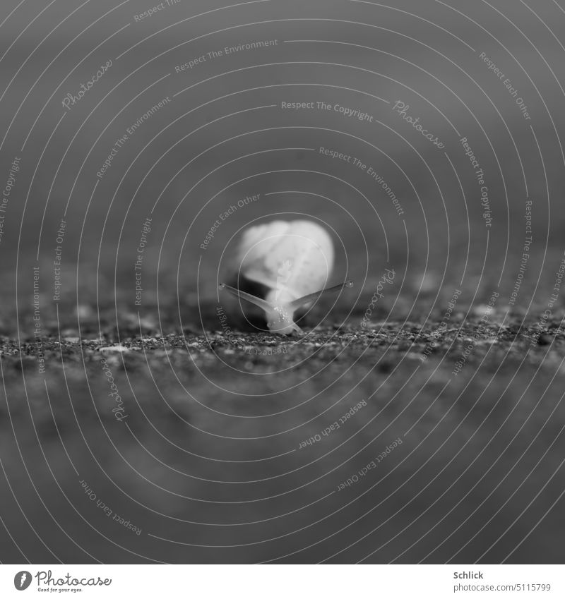 Kleine Gehäuseschnecke im Fokus Schnecke frontal Schwarzweißfoto Asphalt selektiver Fokus Nahaufnahme klein Stielaugen Fühler Textfreiraum unten