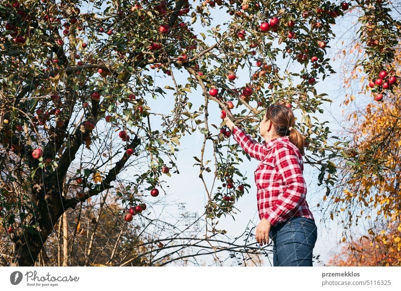 Frau pflückt reife Äpfel auf dem Bauernhof. Landwirt packt Äpfel vom Baum im Obstgarten. Frische gesunde Früchte bereit, auf Herbst-Saison zu pflücken. Erntezeit auf dem Lande