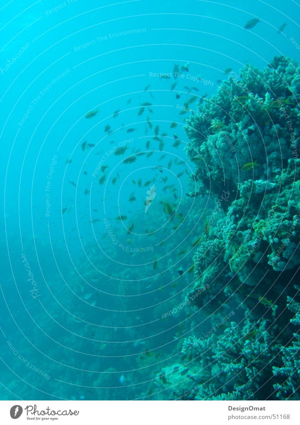 tief Meer Korallen prächtig Tier Ferien & Urlaub & Reisen Wasser Fisch Rotes Meer Natur Schwarm