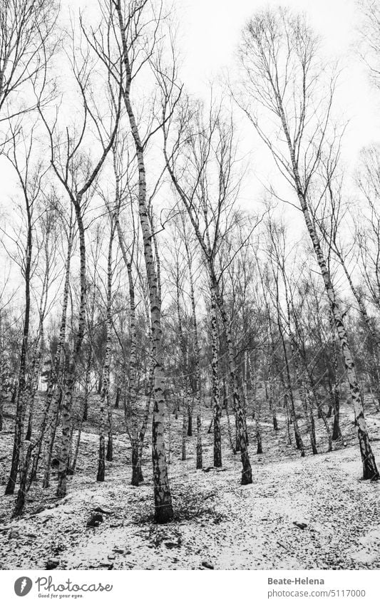 winterlicher Birkenwald verschneit Puderzucker Schnee Winter kalt Winterstimmung weiß Wintertag Schneelandschaft Natur Kälte schneebedeckt Winterlandschaft