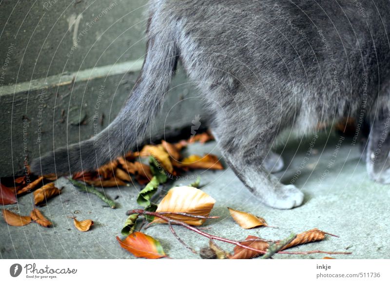 Herbst Umwelt Natur Blatt Ast Garten Menschenleer Mauer Wand Terrasse Tier Katze Fell Pfote Hauskatze Schwanz 1 dehydrieren braun grau Wandel & Veränderung