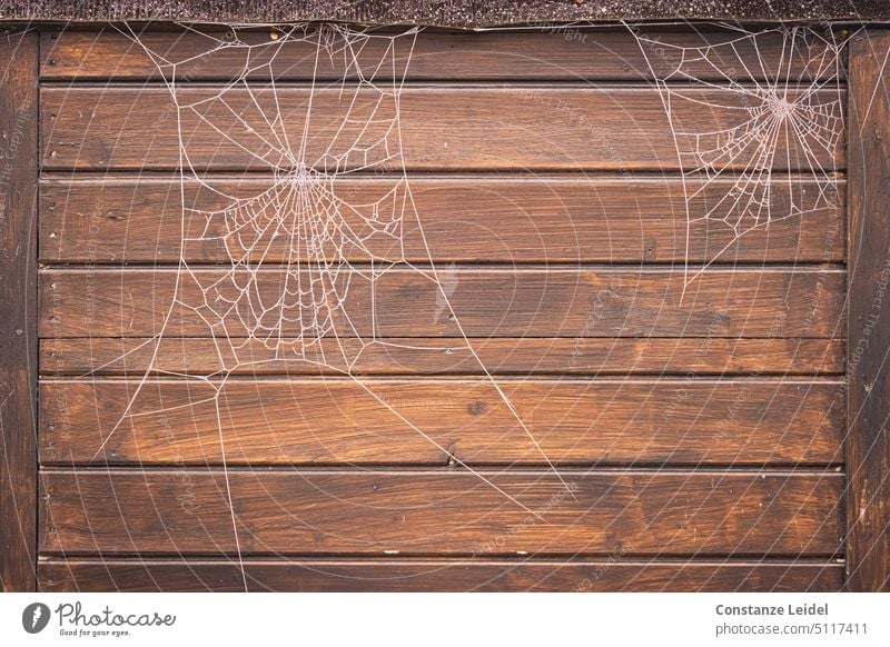 Zwei gefrorene Spinnennetze vor Holzwand. Reif braun Raute vergänglich Vergänglichkeit einfangen spinnen Netz eingerissen kaputt Muster Linien weben