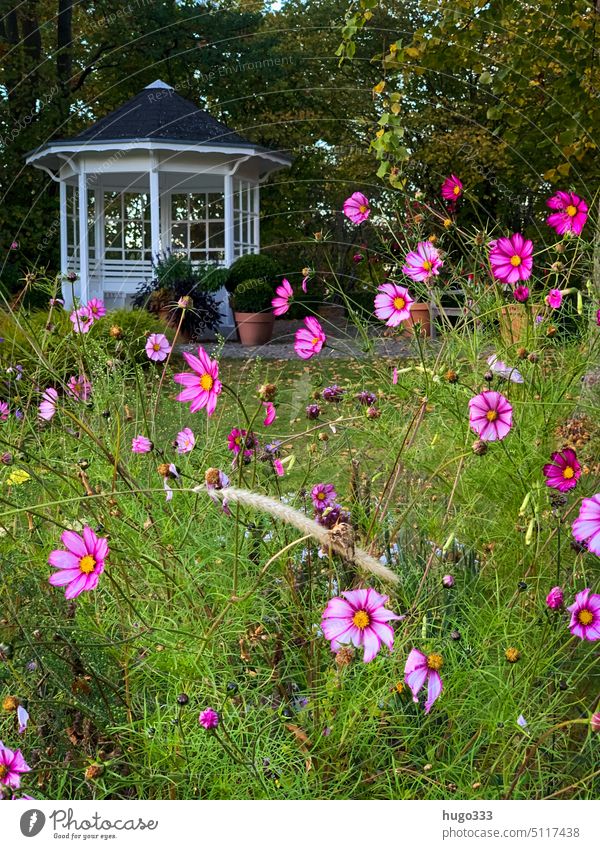 Blumen (Dahlien) im Garten mit Pavillon Blumen und Pflanzen Park grün Natur Außenaufnahme Farbfoto natürlich Wiese Umwelt schön pink Blumenwiese Menschenleer