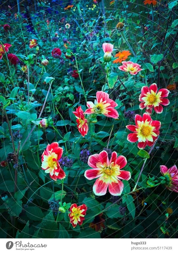 Ein mehr an Blumen Blütenpflanze Blühend Natur Farbfoto Pflanze flora Unschärfe Sommer natürlich schön Außenaufnahme Umwelt Garten Detailaufnahme grün