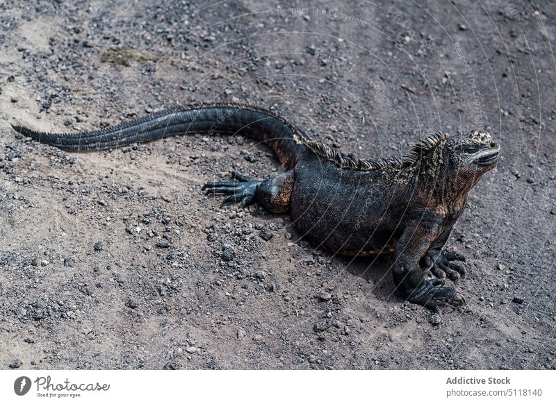 Meeresleguan auf vulkanischem Sand Galapagos-Meeresleguan Strand Meeresufer Reptil Tier schwarz Seeküste exotisch wild rau Ufer Tierwelt Fauna Küste Kreatur