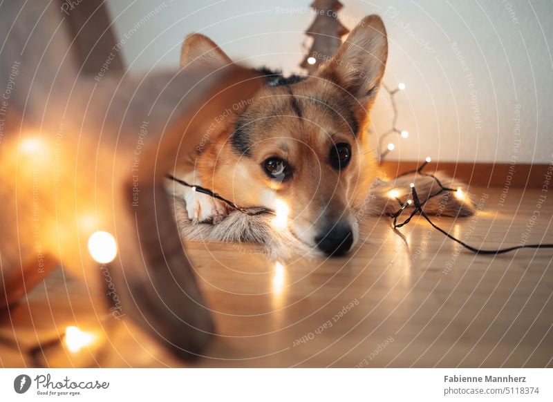 Corgi Hund auf Fell mit Weihanchtsdekoration - aka "I'm not judging, you are!" Hundeblick Weihnachten Lichterkette Weihnachtsdeko Haustier Decke traurig treu
