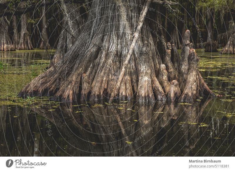 Die Wurzeln einer Zypresse im Caddo Lake, Texas Caddo-See Sumpfzypressen Landschaft Fluss Wasser Baum Natur natürlich grün Holz reisen Wildnis Umwelt im Freien