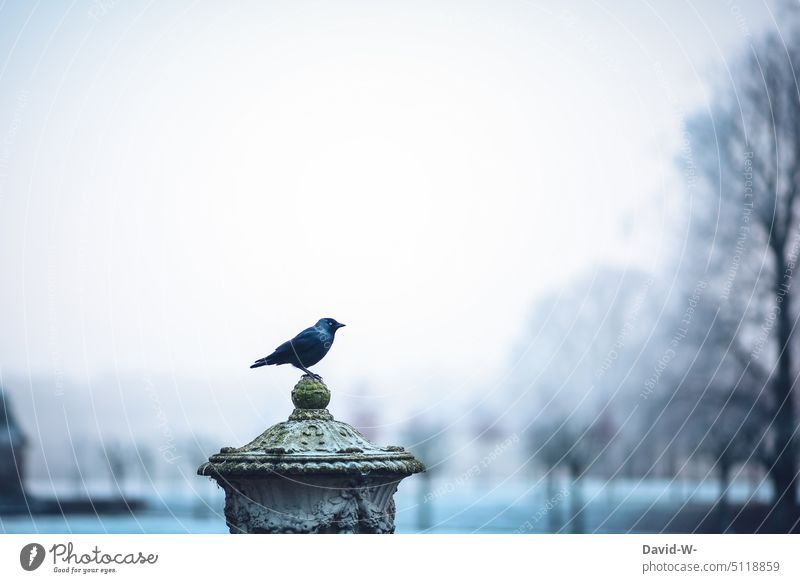 Vogel im Winter kälte Krähe Statue winterlich Wintertag Wintereinbruch suchen frieren weiß