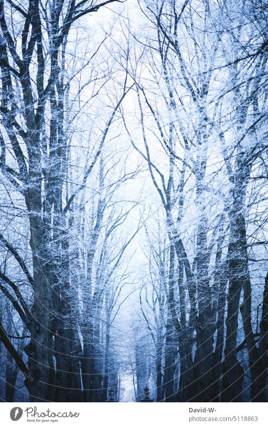 Winterwald - ein kühler Wintertag im Wald düster Wintereinbruch frost Kälte Schnee weiß winterlich Dezember Winterstimmung Baumallee riesig