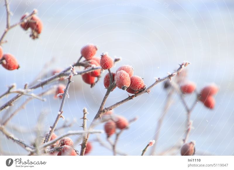 geeiste Hagebutten schönes Wetter Frost Raureif Winter Pflanze Frucht Rose Nahrungsquelle vitaminreich essbar gesund Dekoration & Verzierung