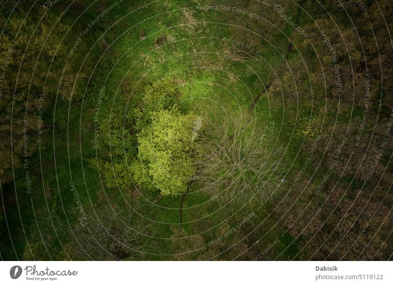 Luftaufnahme von Frühling grünen Wald, Natur Hintergrund Landschaft Park im Freien Inspiration Abenteuer 4k Antenne erstaunlich schön Tag Dröhnen Europa