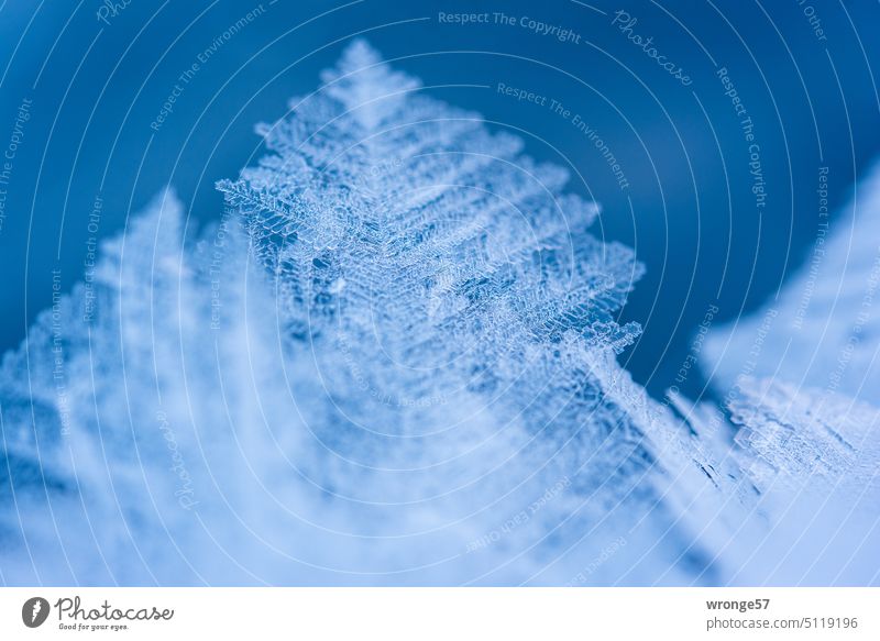 Spitze eines riesigen Eiskristalls Eiskristalle Kälte Winter Minusgrade Eisgewächse winterlich Nahaufnahme Makroaufnahme filigran gefroren kalt Frost frostig