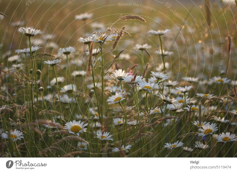 wann wird es endlich wieder Sommer? - viele Margariten blühen auf einer Wiese im Gegenlicht Blume Blüte Margaritenwiese Blumenwiese wachsen Sommerblumen Natur