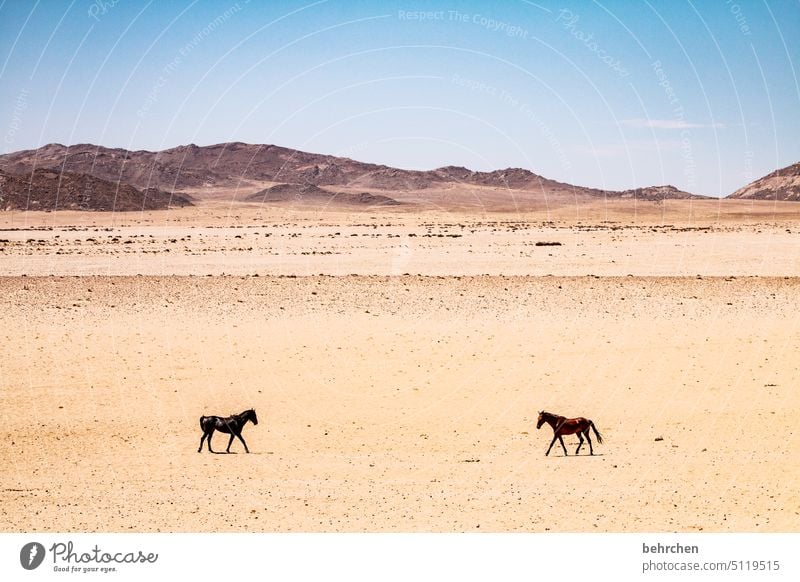 aufeinander zugehen Wildpferde Pferd frei wild Sand Wüste Afrika Namibia Abenteuer Einsamkeit Farbfoto Fernweh Ferne Außenaufnahme Landschaft