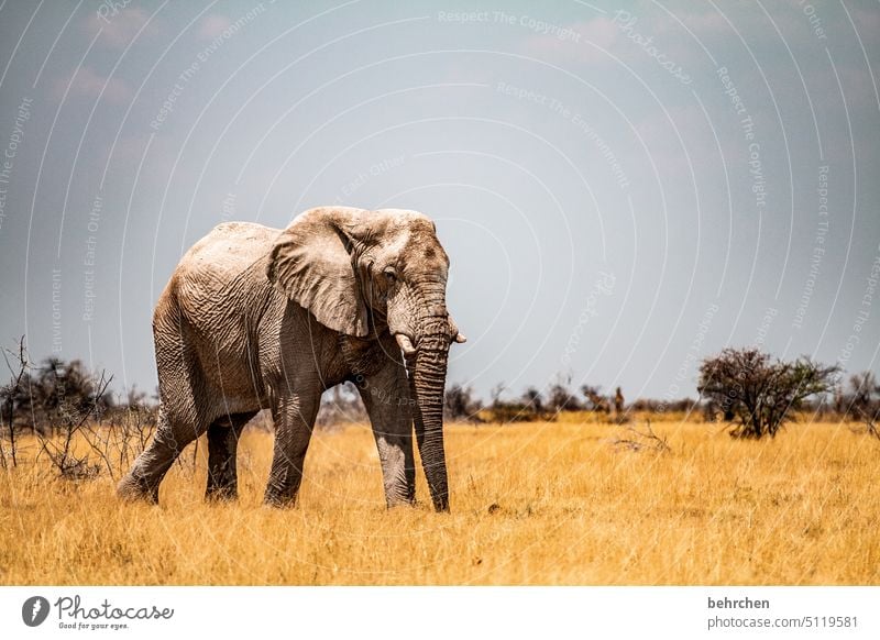 schwergewicht Gefahr riskant gefährlich Elefantenbulle etosha national park Etosha Etoscha-Pfanne fantastisch Wildtier außergewöhnlich frei wild Wildnis Tier