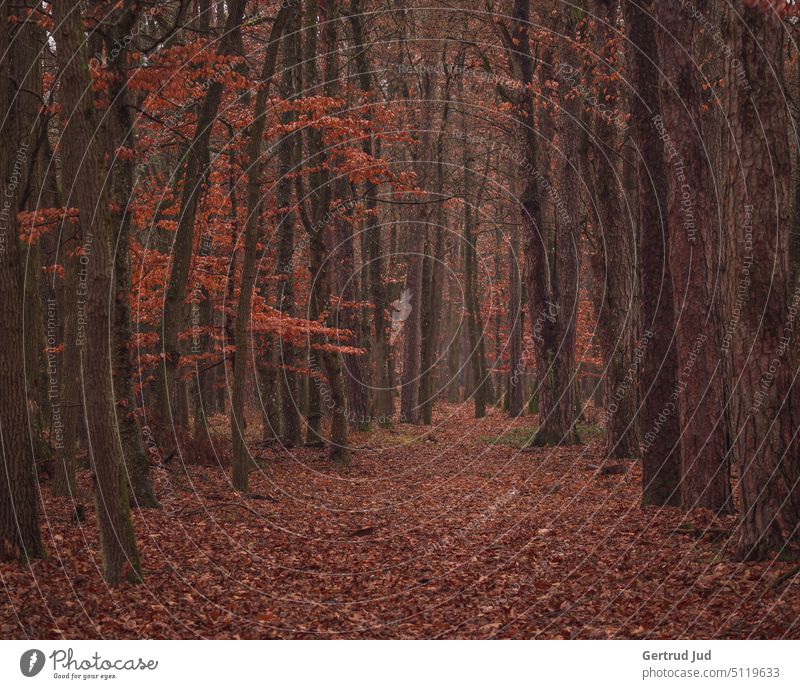 Wald und Laub in Herbstfarben Natur Winter Landschaft Erholung freizeit laub laubbaum laubbäume Buche Buchenwald Meditation nachdenklich dunkel Entspannung