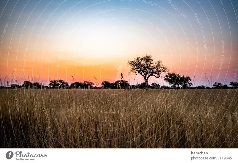 fühlen träumen wunderschön Kitsch romantisch Baum Abenddämmerung Nacht Sonnenuntergang Gras Kalahari Außenaufnahme Namibia Ferne Afrika Fernweh Sehnsucht reisen