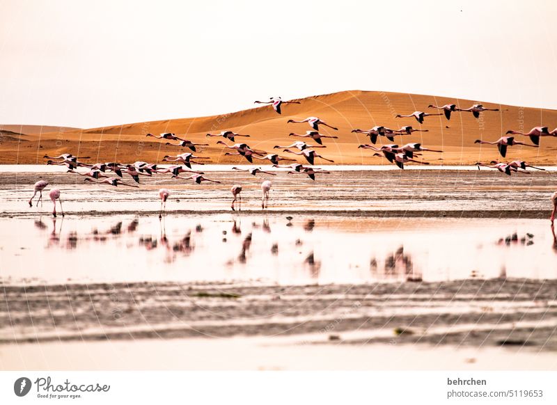 in der luft und im wasser Formation Wasser Flamingos frei fliegen Vögel Wildtier Sand Wüste Namibia Afrika Meer reisen Ferne Fernweh Ferien & Urlaub & Reisen